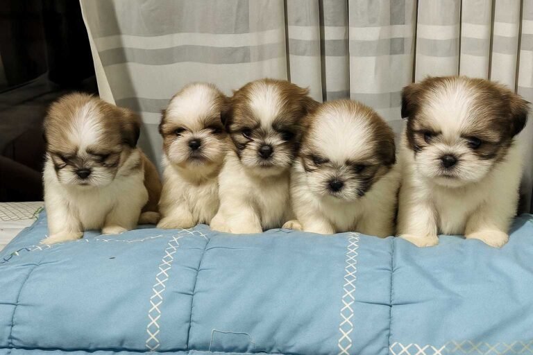 20250701_0957_Cachorros en Fila_remix_01jz37r567f0fr547b0z5gke7s-compressed