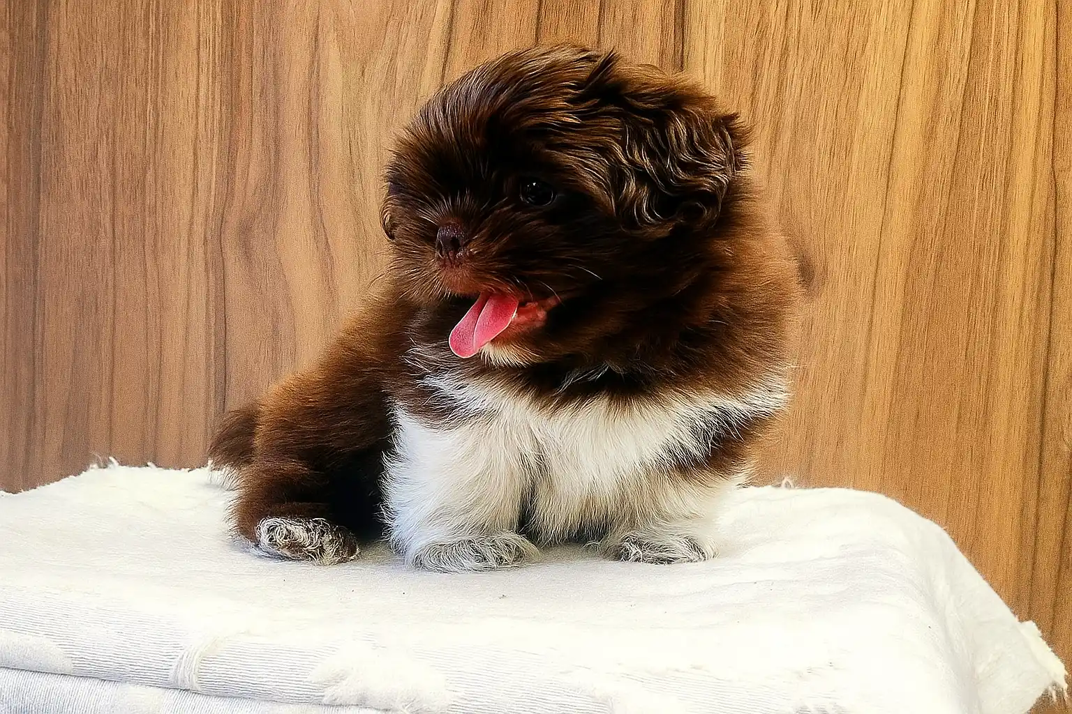 20250707_2225_Mejorado Cachorro Shih Tzu_remix_01jzm105j9fq9spv4p7zkk0j2n